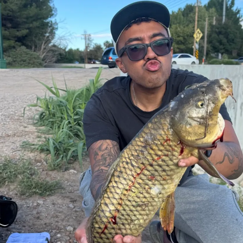 Common carp caught on Fishbrain