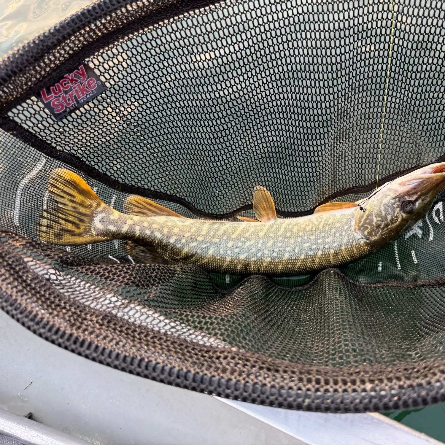 Northern pike caught on Fishbrain