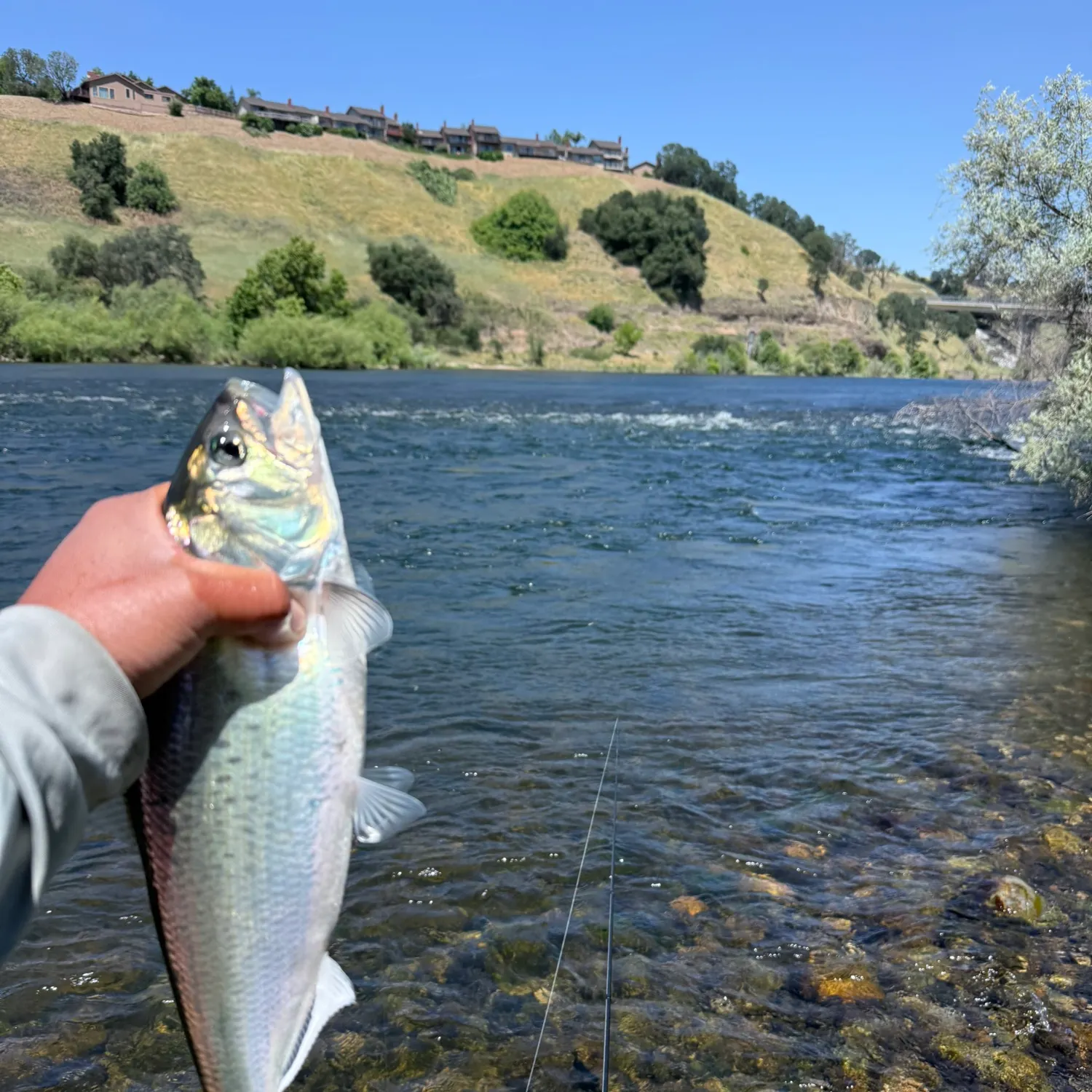 The most recent American shad catches on Fishbrain