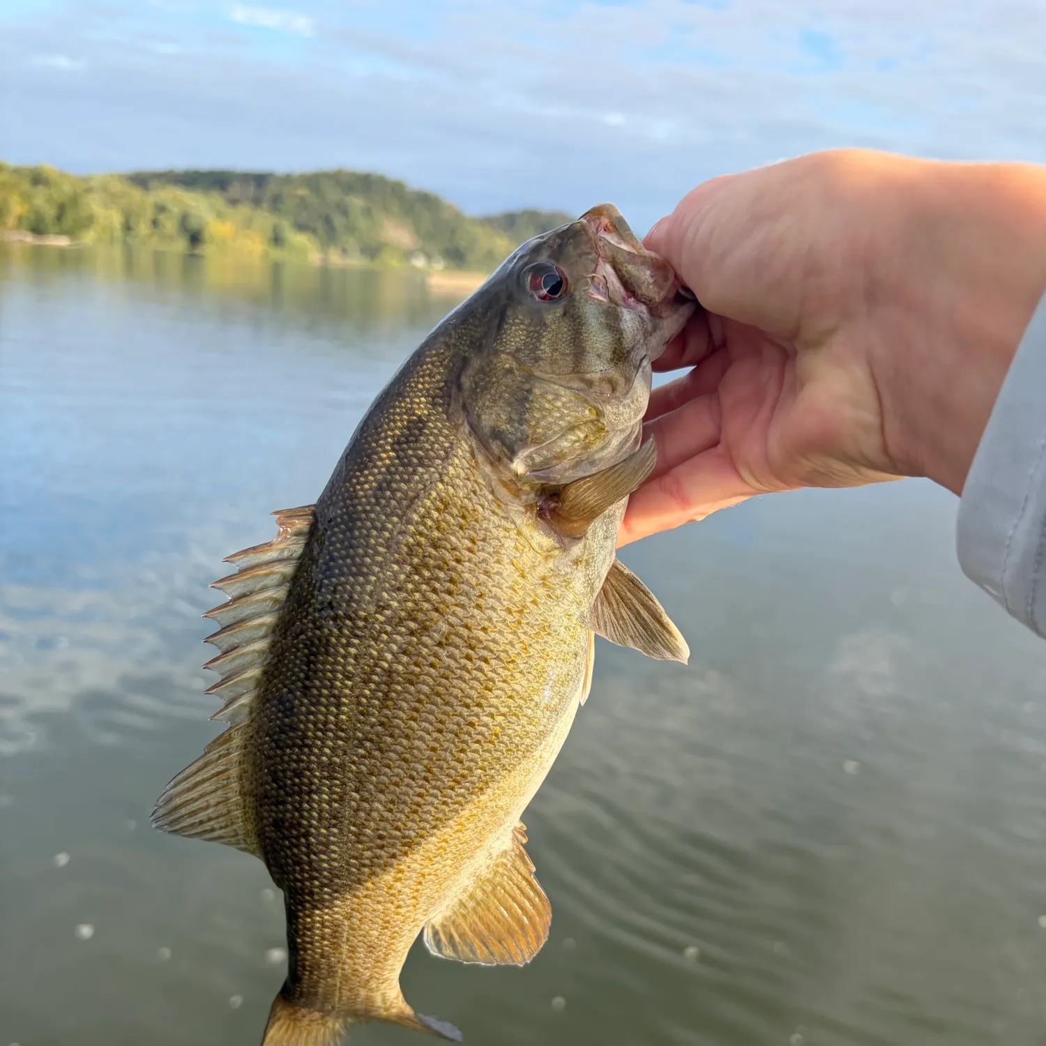 Smallmouth bass caught on Fishbrain