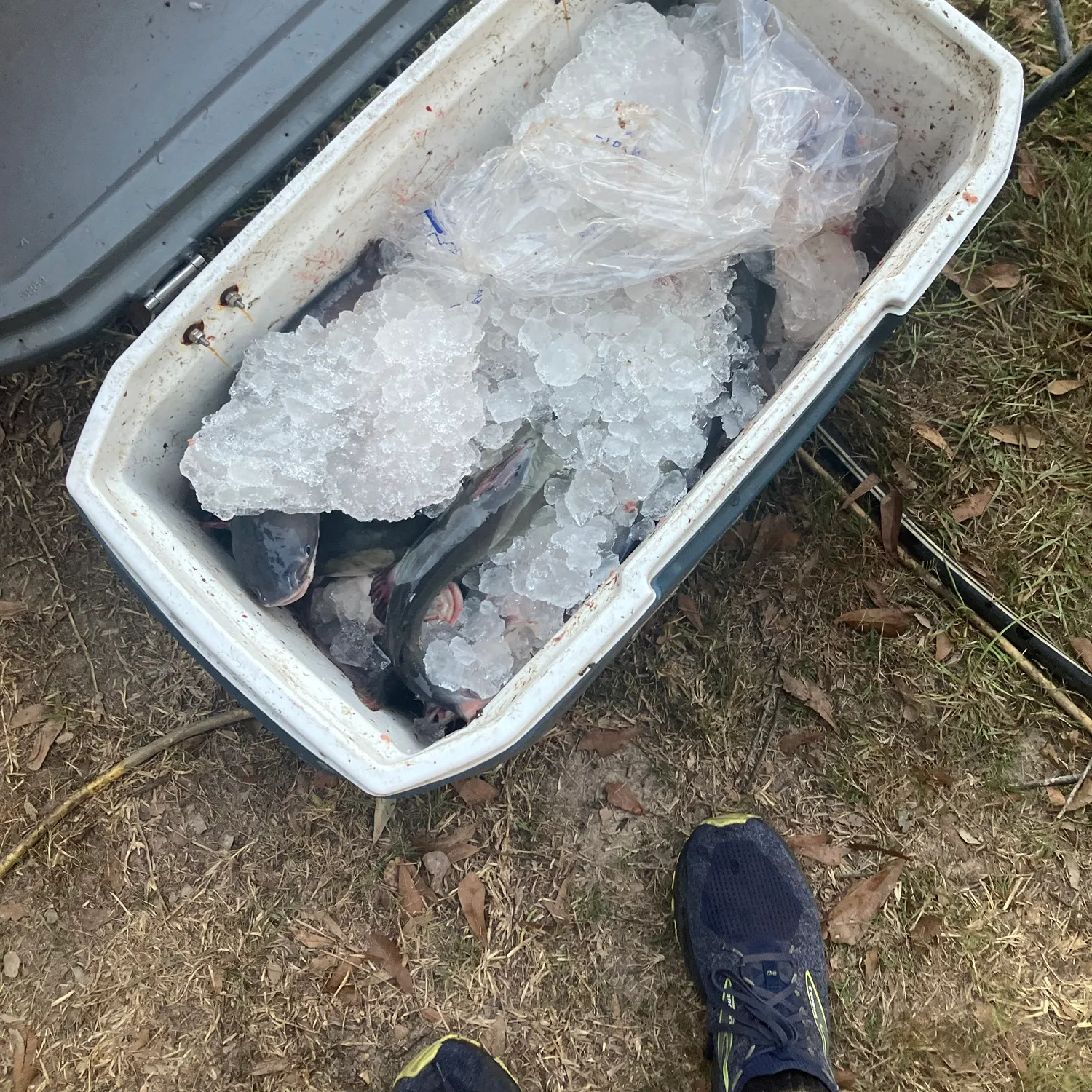 Channel catfish caught on Fishbrain