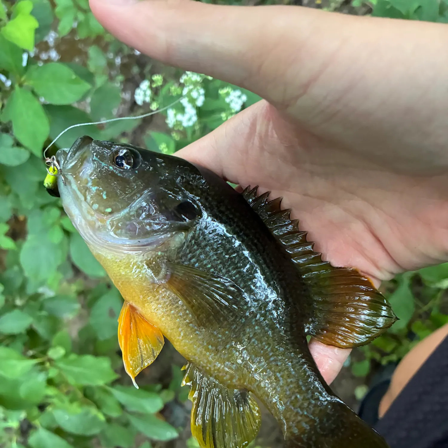 Green sunfish caught on Fishbrain