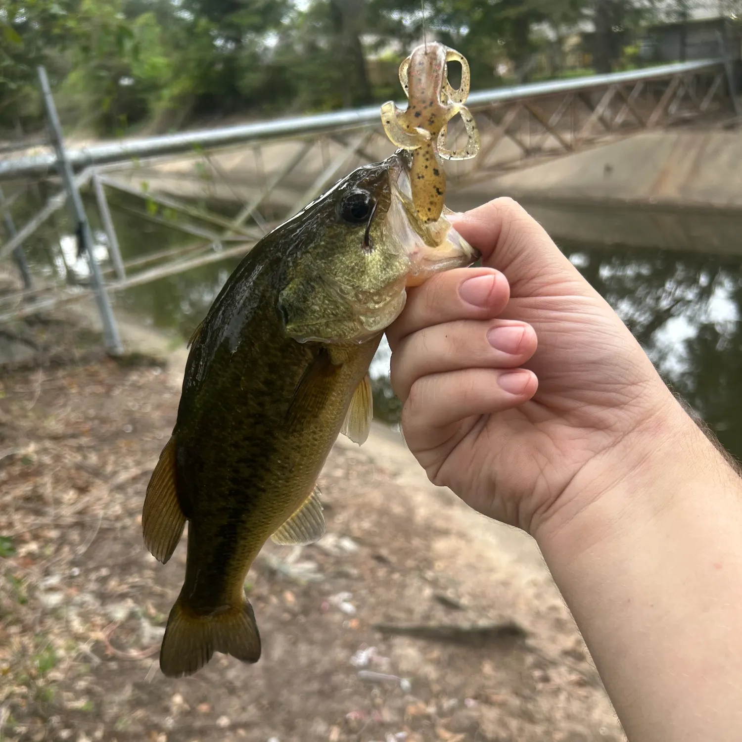 Largemouth bass caught on Fishbrain