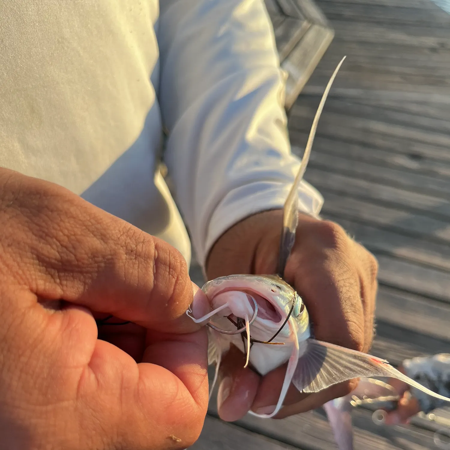 Gafftopsail sea catfish caught on Fishbrain