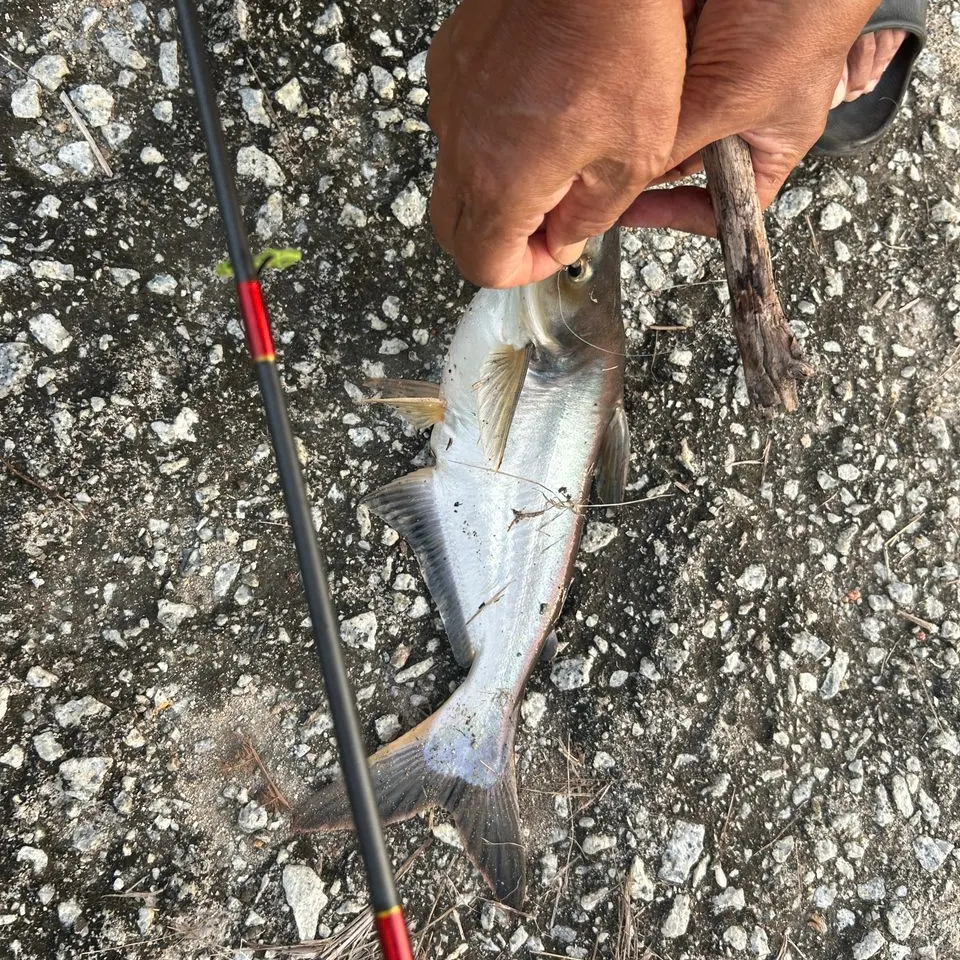 The most recent Yellowtail catfish catches on Fishbrain