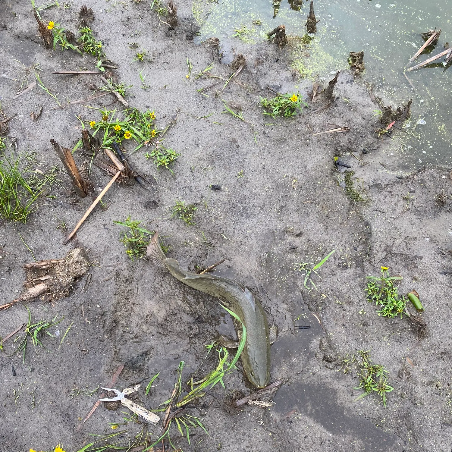 Eyetail bowfin caught on Fishbrain
