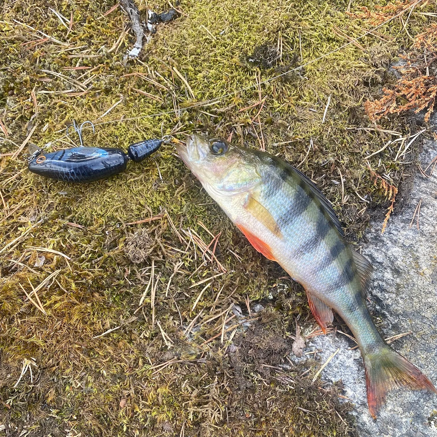 European perch caught on Fishbrain