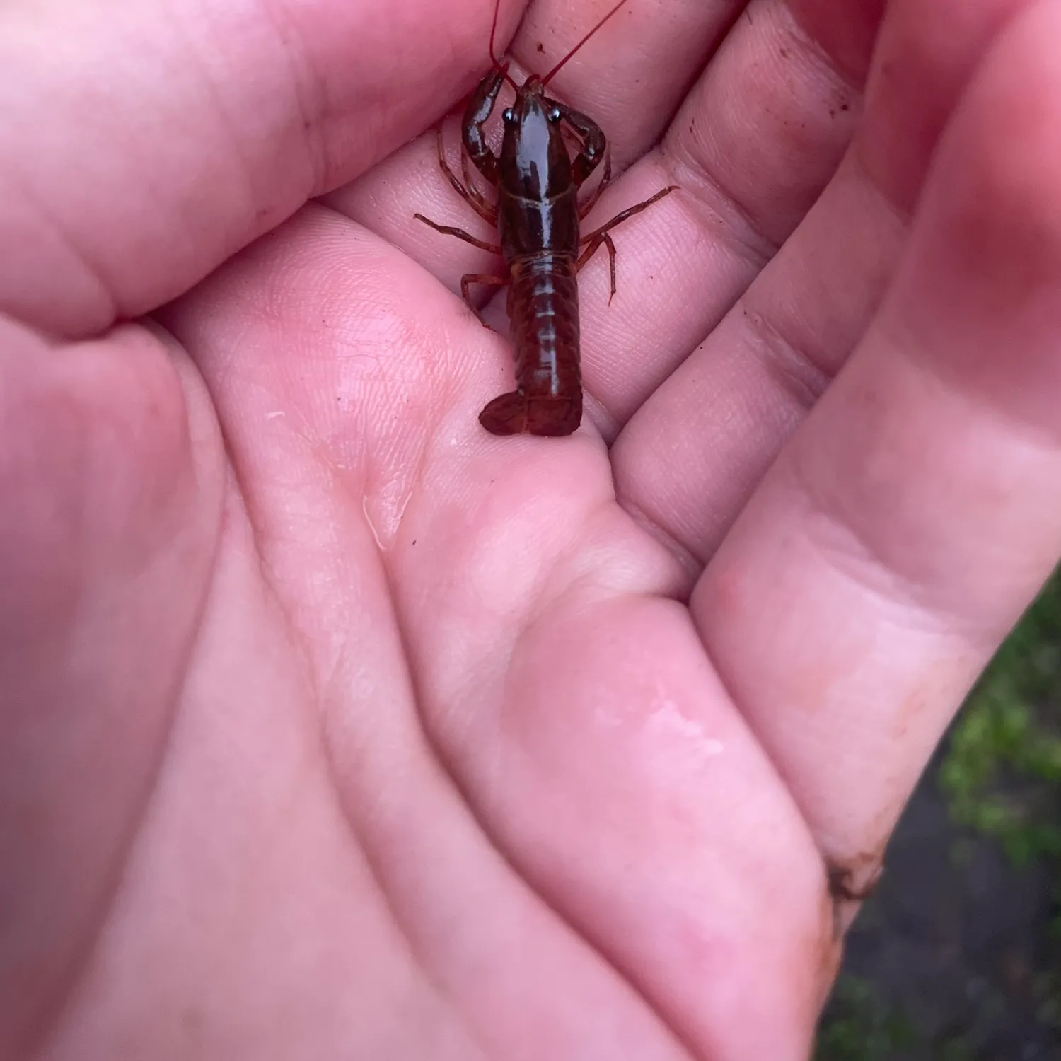 The most recent Appalachian brook crayfish catches on Fishbrain