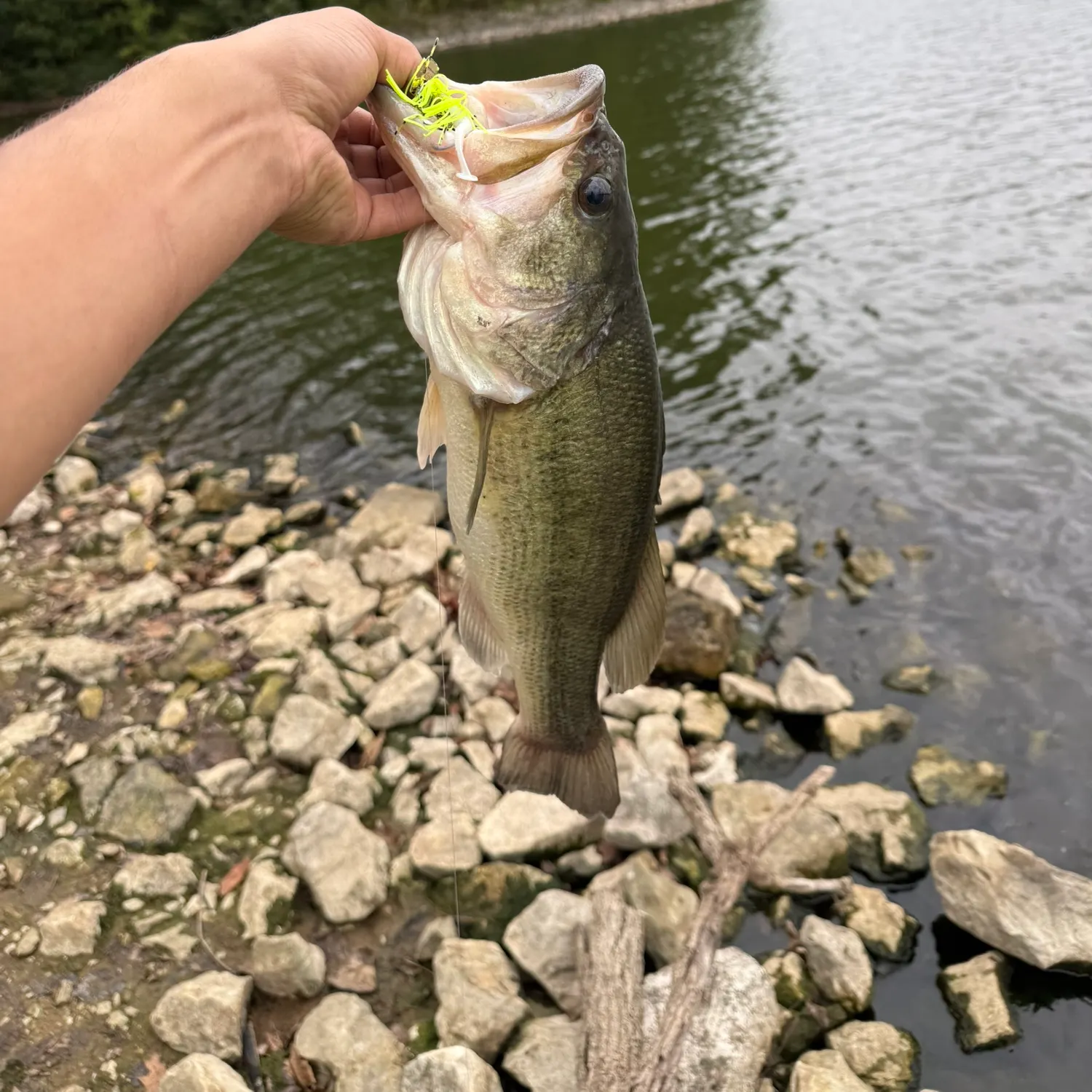 Largemouth bass caught on Fishbrain
