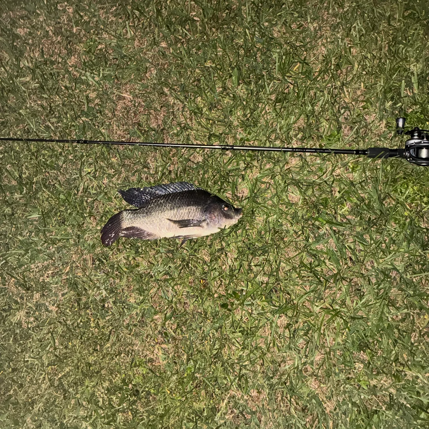 Blue tilapia caught on Fishbrain