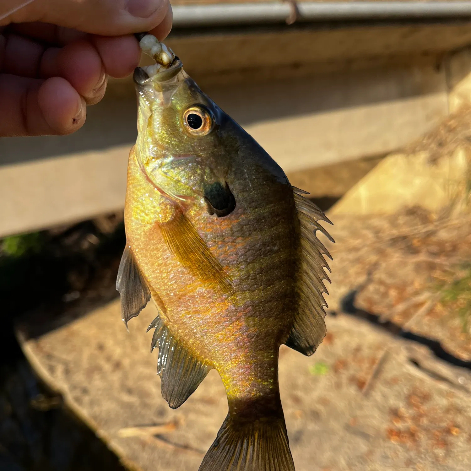 The most recent Redspotted sunfish x bluegill catches on Fishbrain
