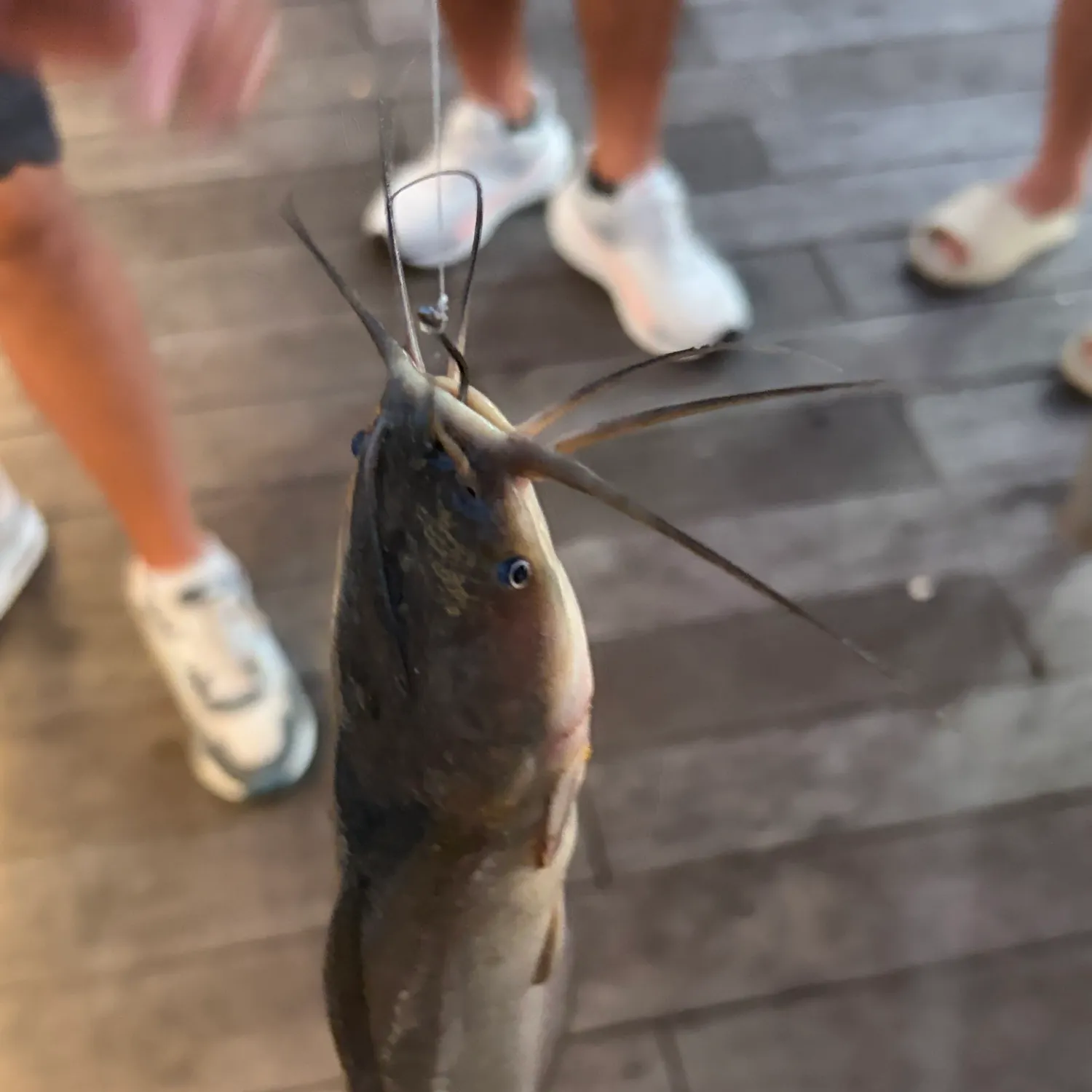 The most recent Walking catfish catches on Fishbrain