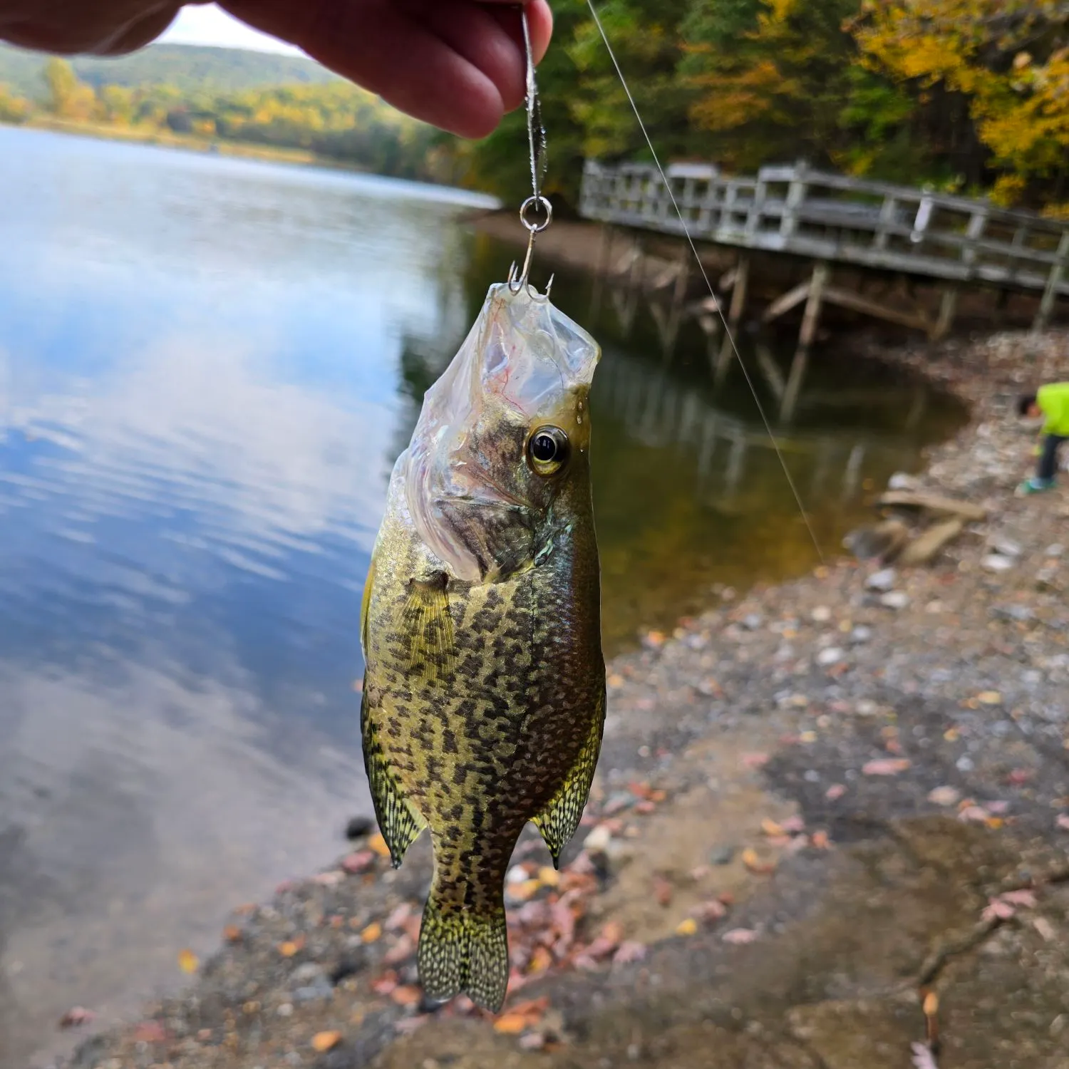 Black crappie caught on Fishbrain