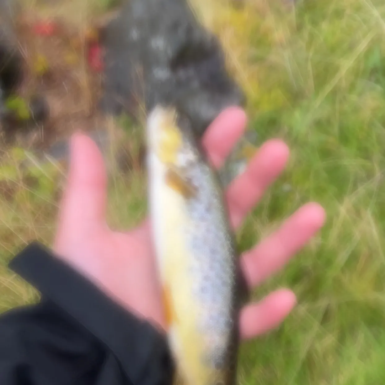 Fish caught on Fishbrain