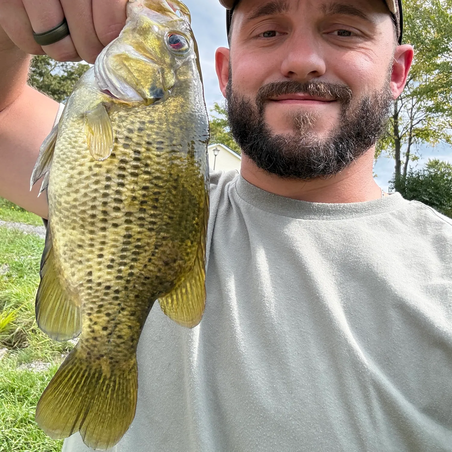 Rock bass caught on Fishbrain