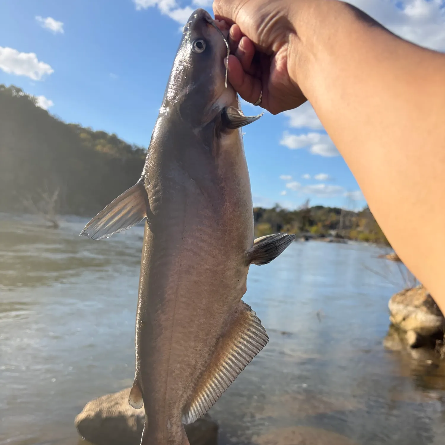 Blue catfish caught on Fishbrain