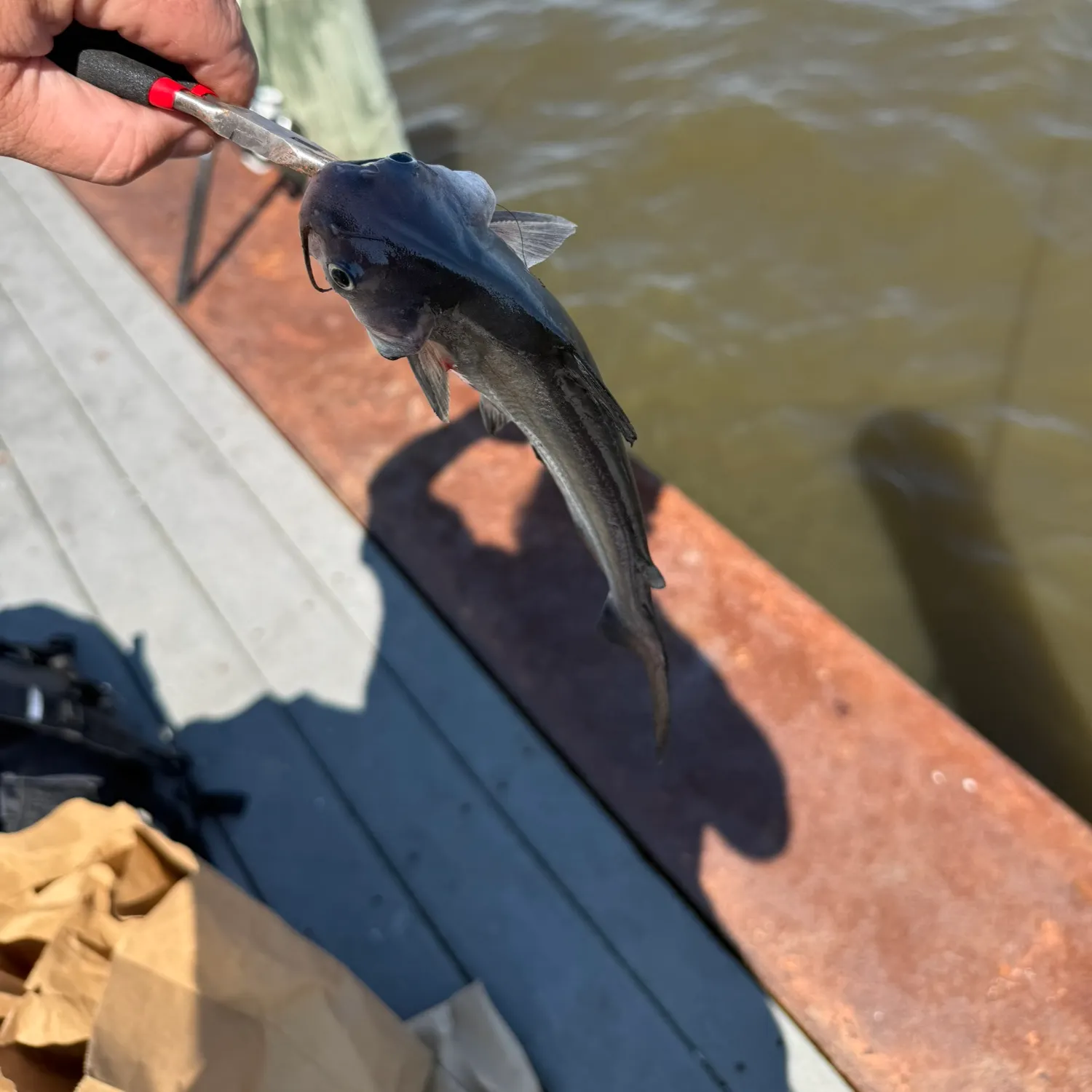 Channel catfish caught on Fishbrain