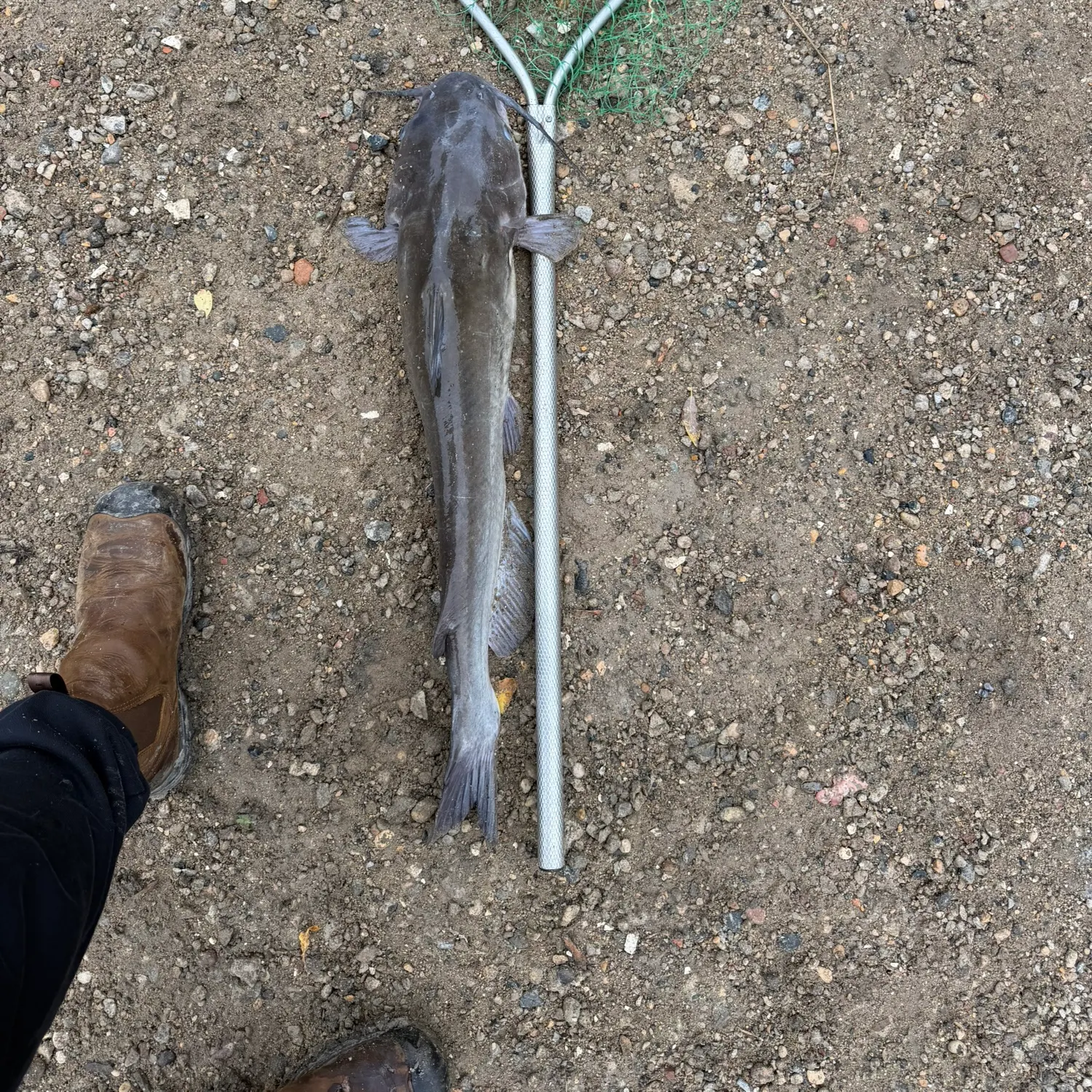Channel catfish caught on Fishbrain