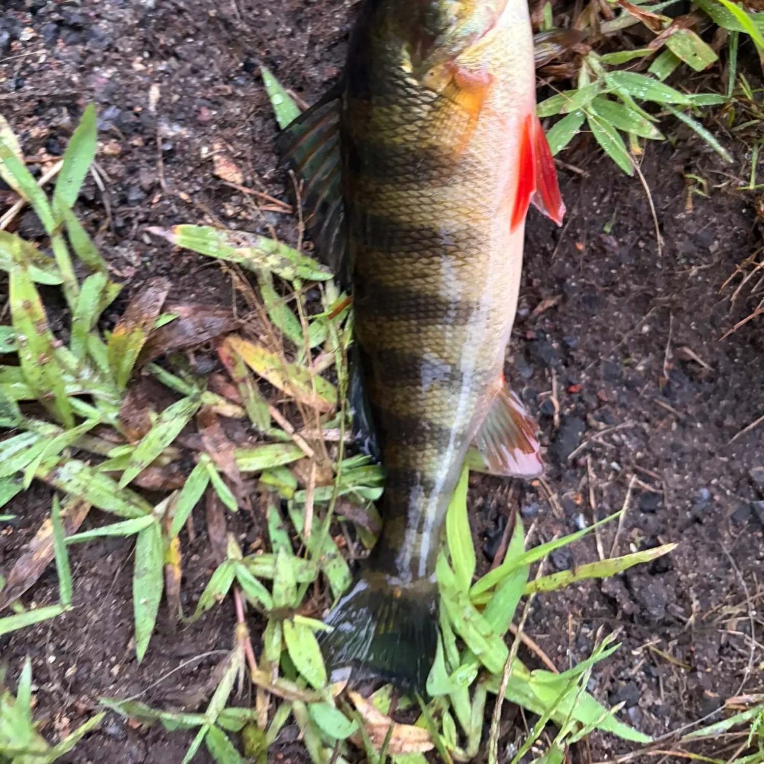 Yellow perch caught on Fishbrain