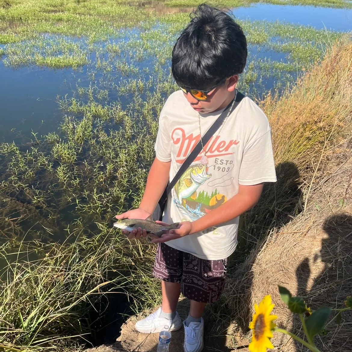 The most recent Sacramento blackfish catches on Fishbrain
