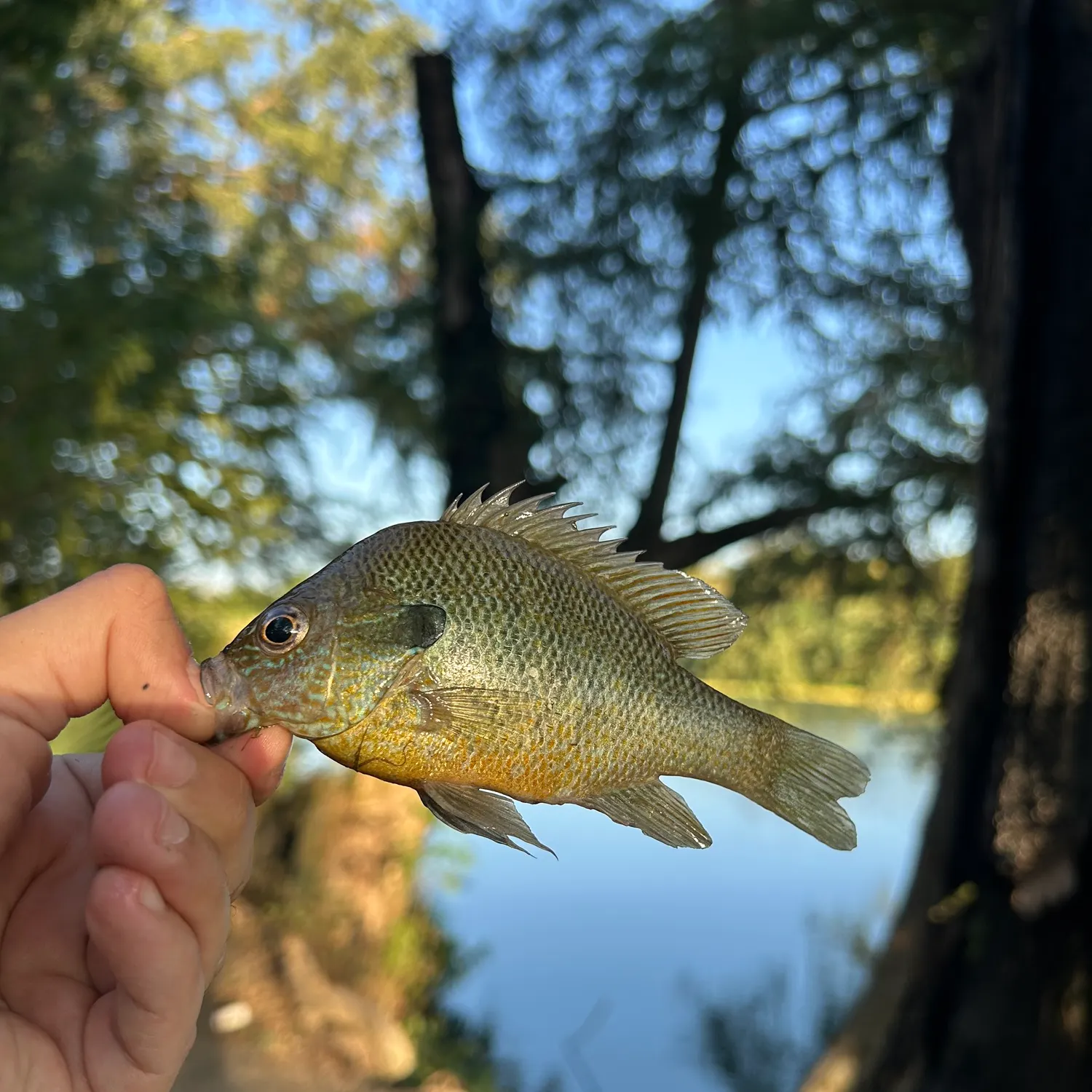 Redbreast sunfish caught on Fishbrain