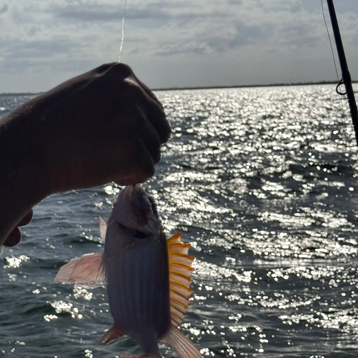 The most recent Squirrelfish catches on Fishbrain