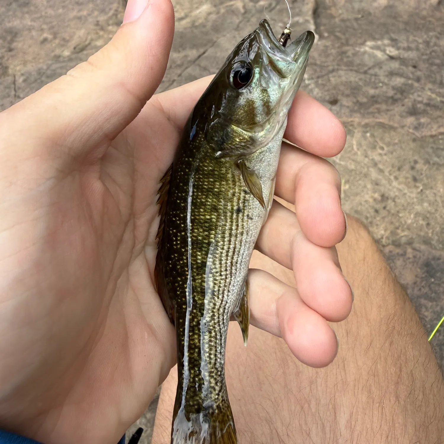 The most recent Warrior bass catches on Fishbrain