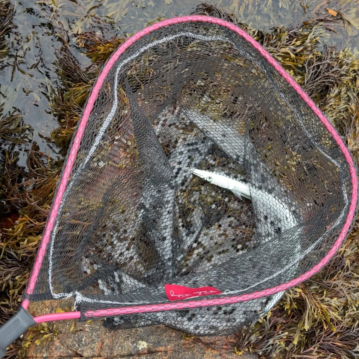 The most recent European garfish catches on Fishbrain