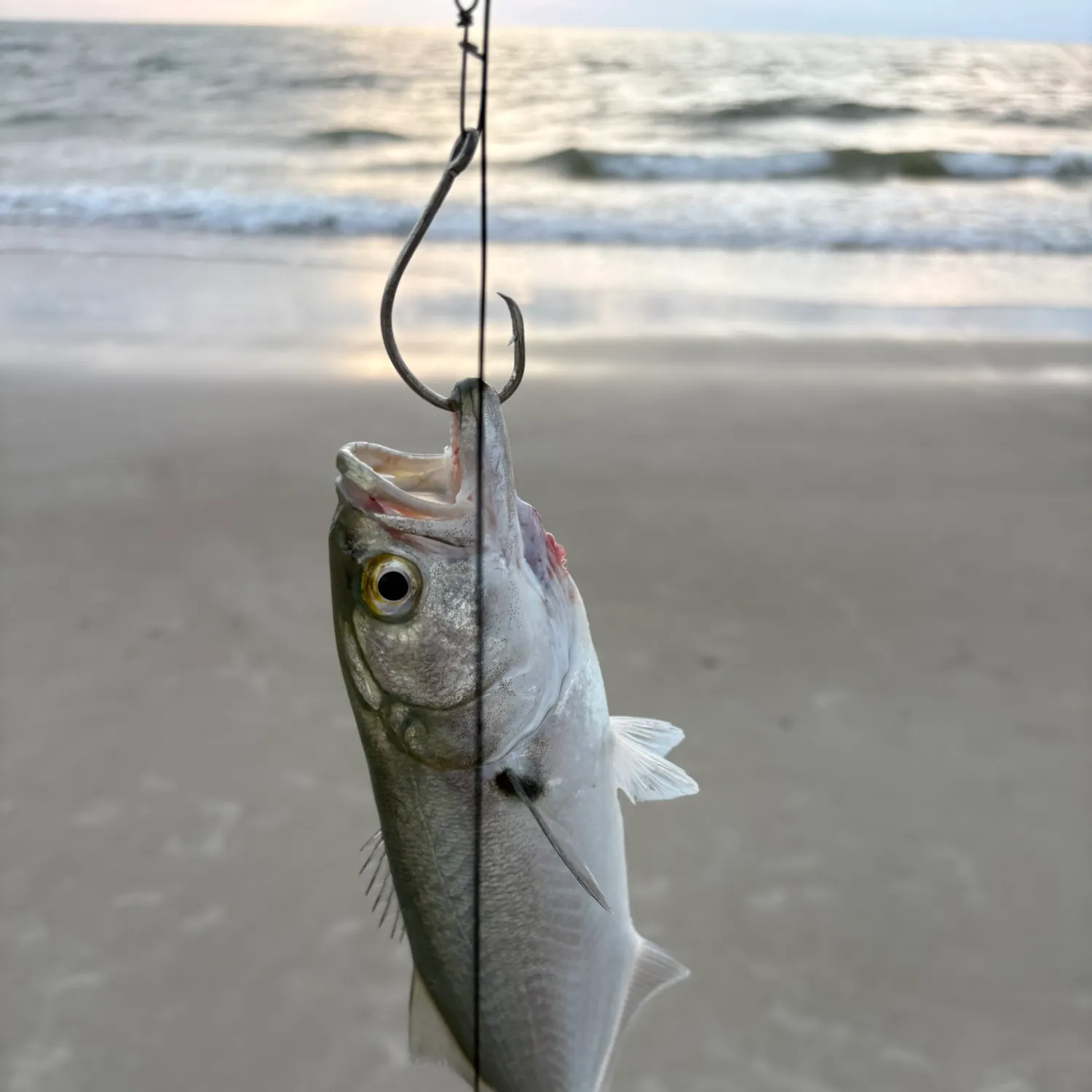 Bluefish caught on Fishbrain