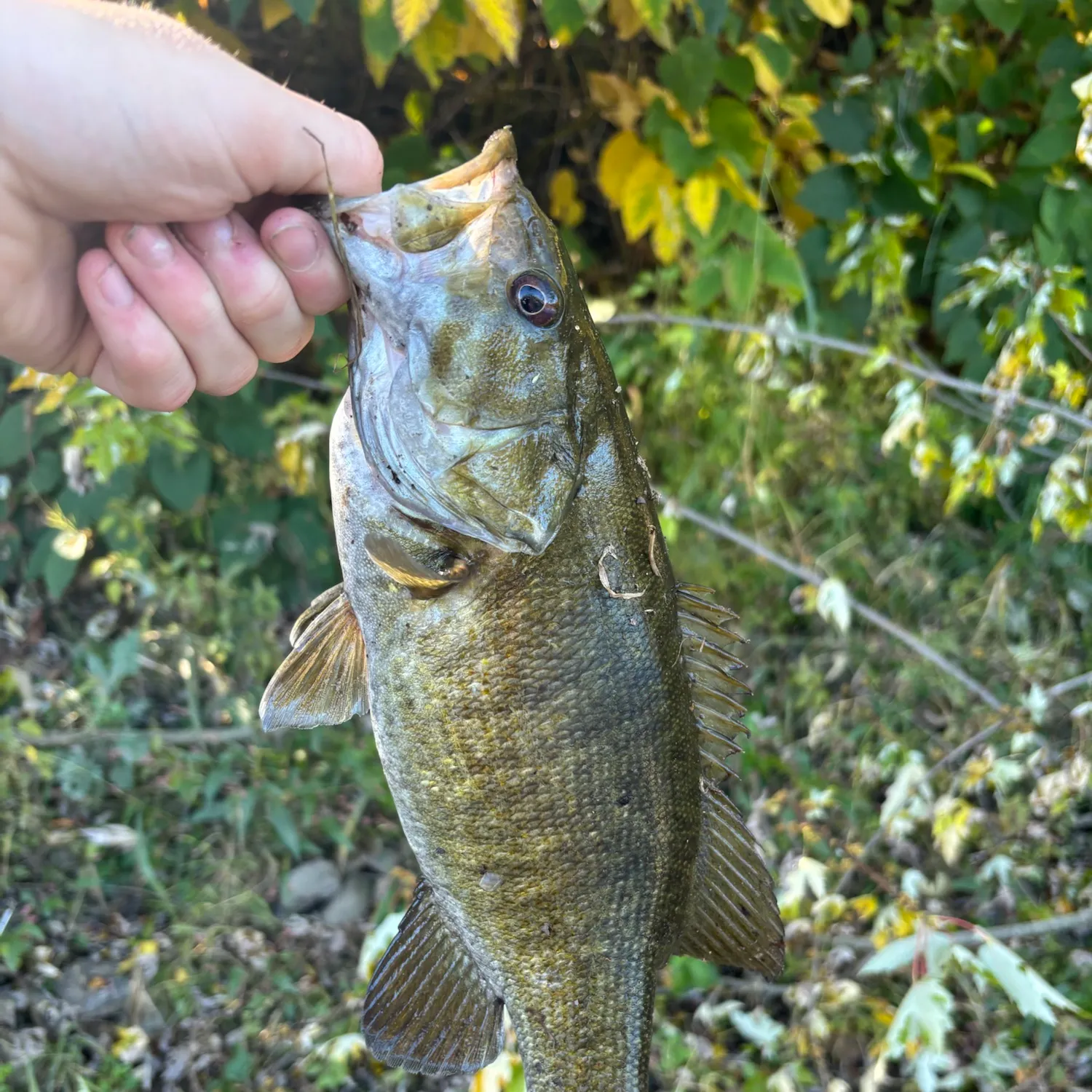 Smallmouth bass caught on Fishbrain