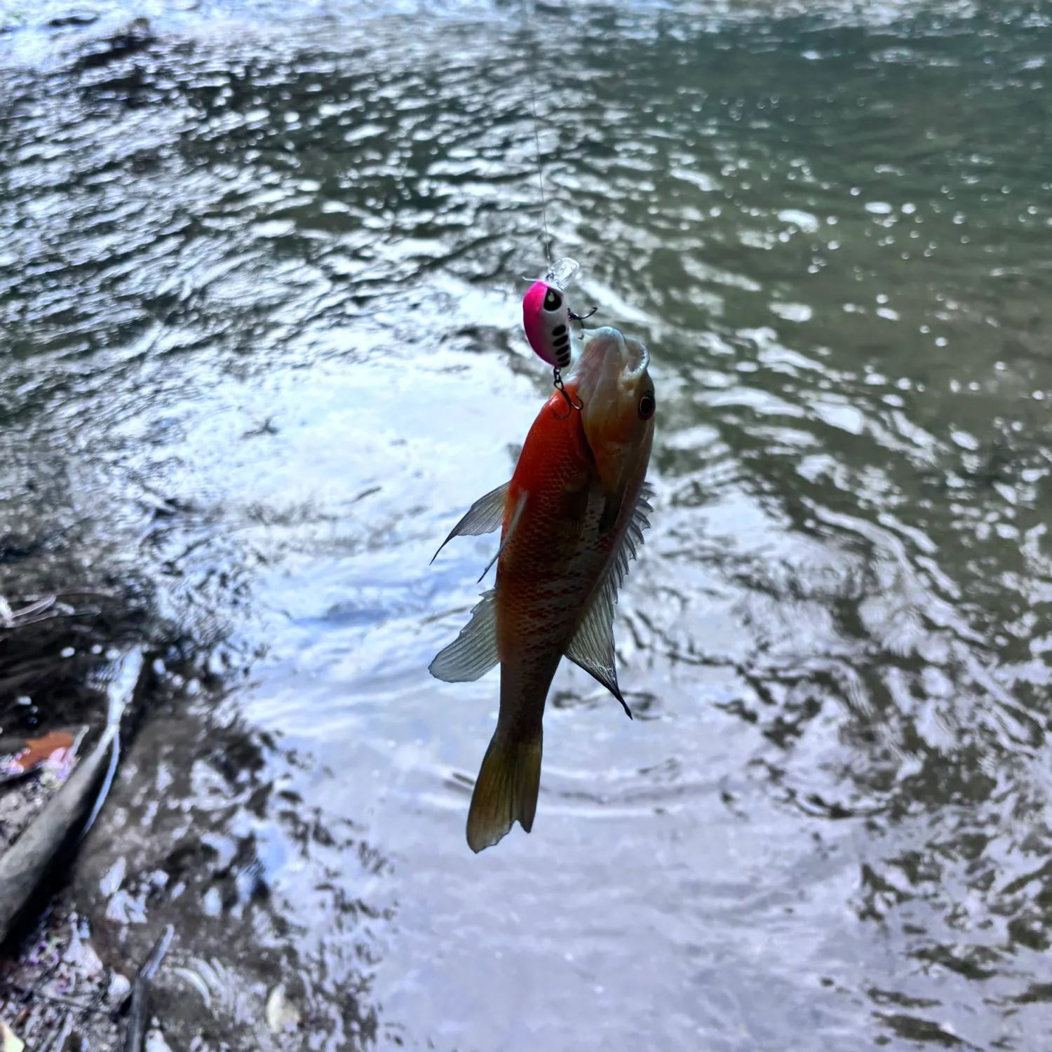 Bluegill caught on Fishbrain