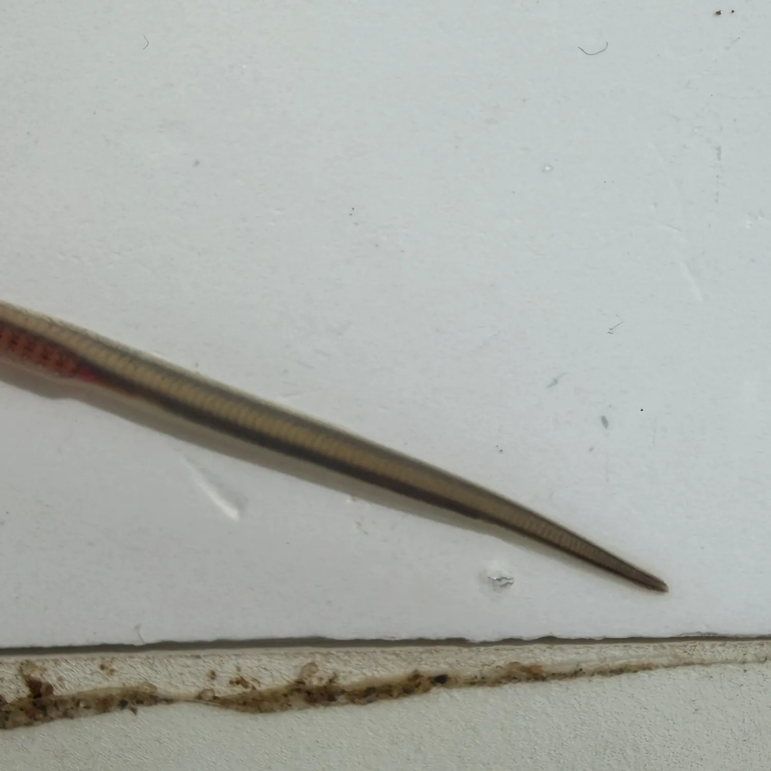 Mountain brook lamprey caught on Fishbrain