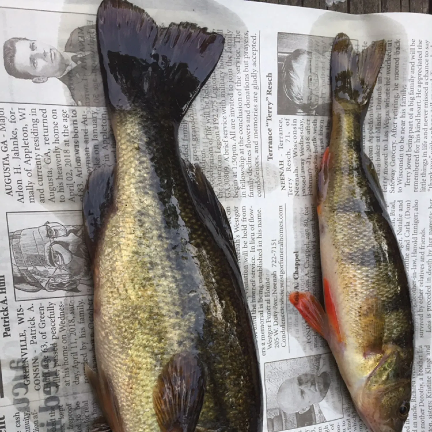 recently logged catches