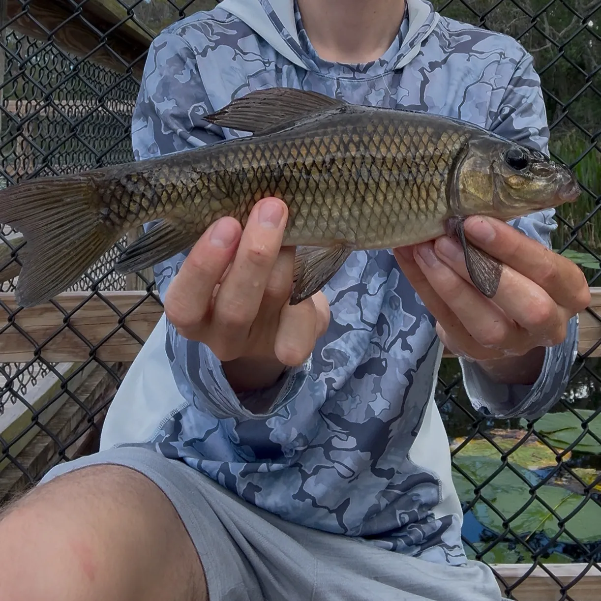 The most recent Lake chubsucker catches on Fishbrain