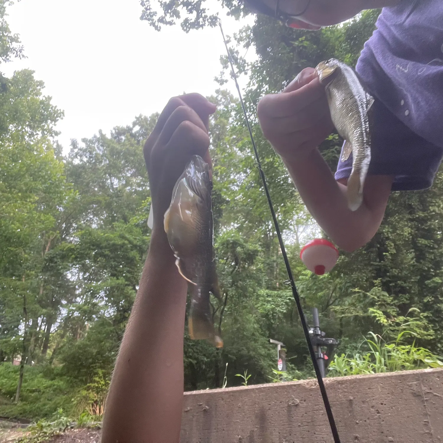 recently logged catches