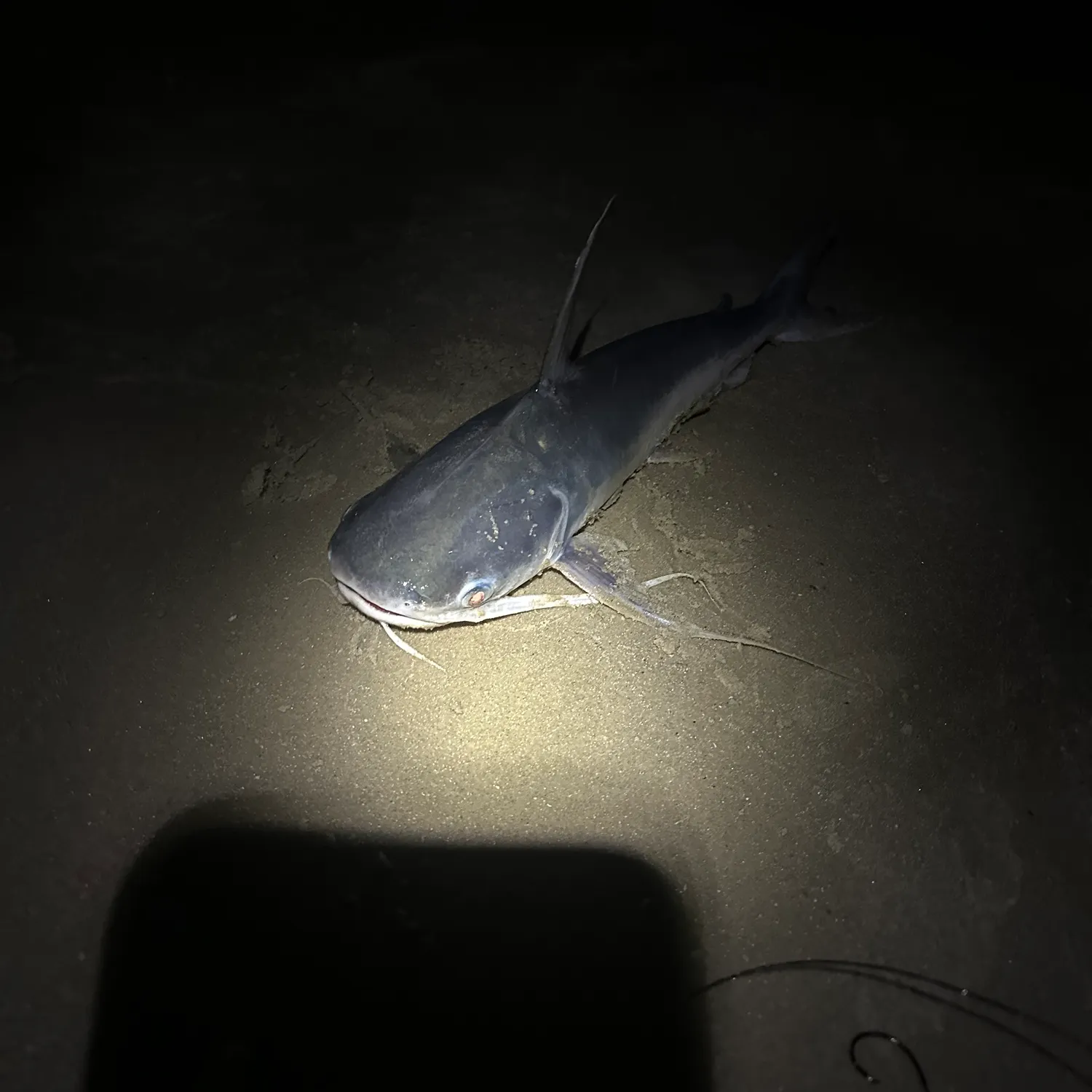 Hardhead sea catfish caught on Fishbrain