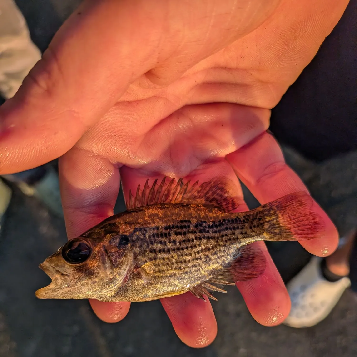 Rock bass caught on Fishbrain