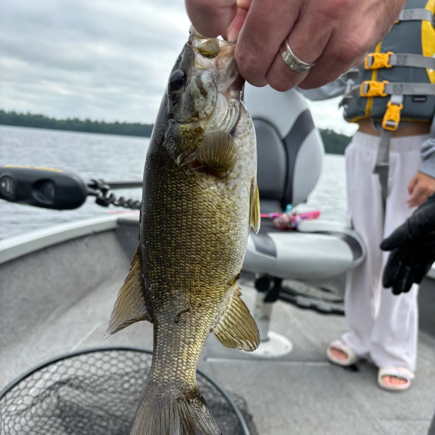The most recent Smallmouth bass catches on Fishbrain