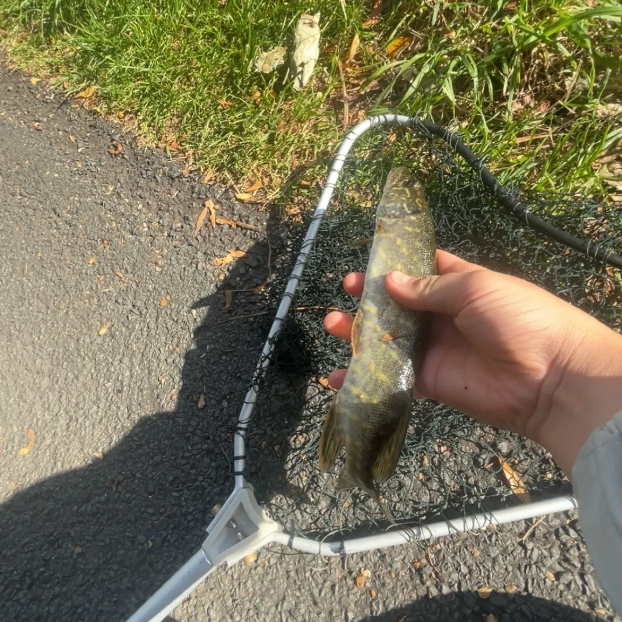 Northern pike caught on Fishbrain