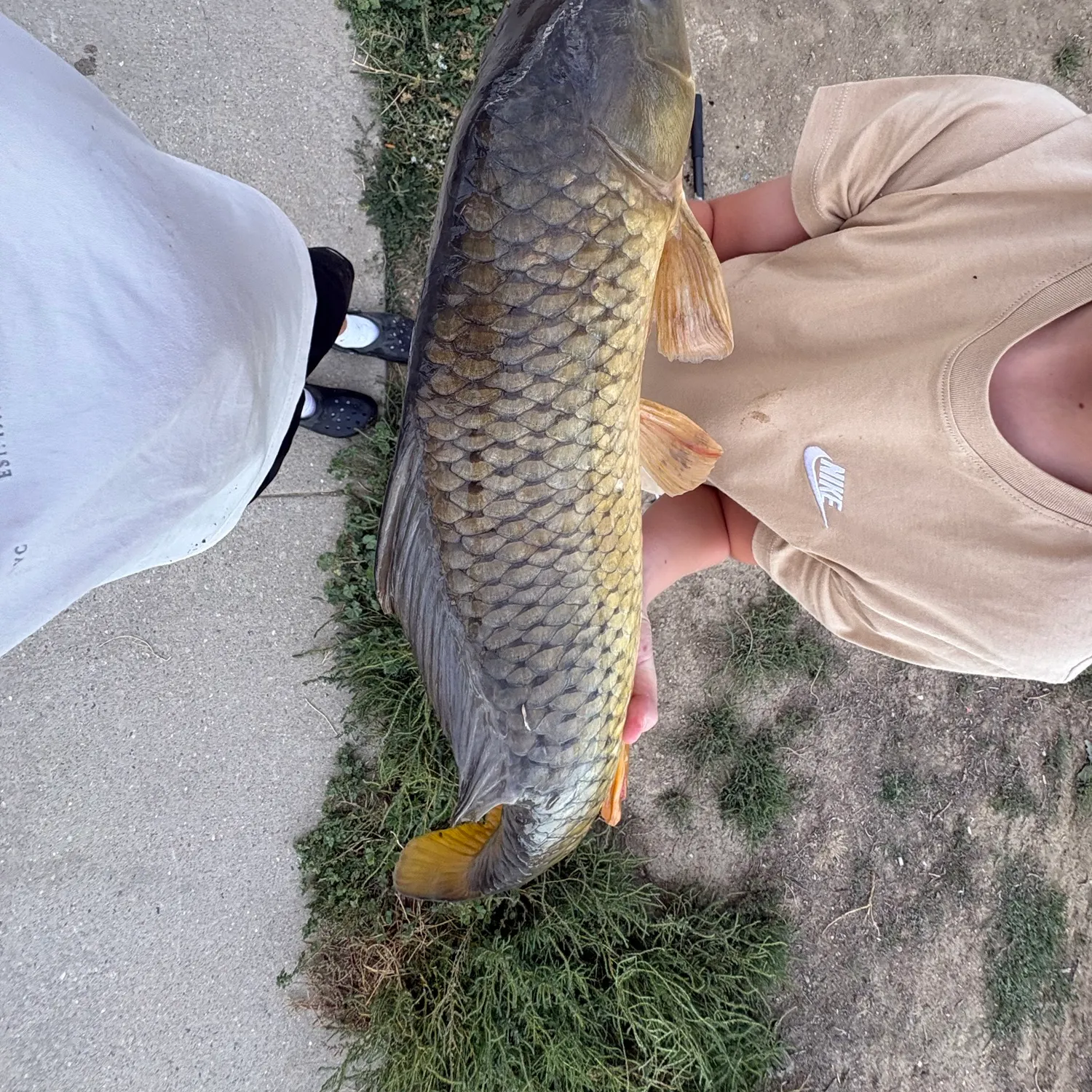 Common carp caught on Fishbrain