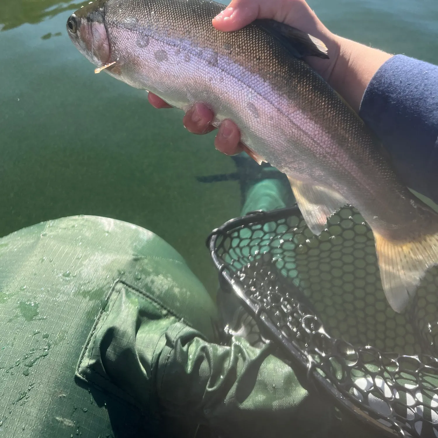 Rainbow trout caught on Fishbrain