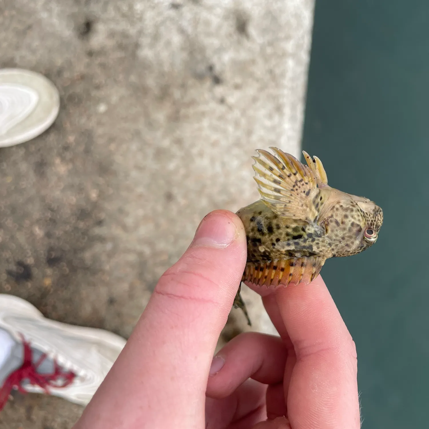 The most recent Black goby catches on Fishbrain