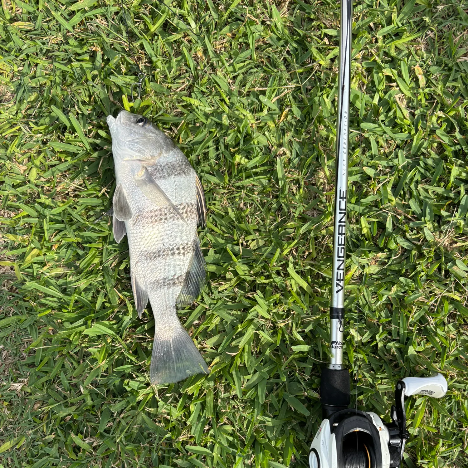 The most recent Black drum catches on Fishbrain