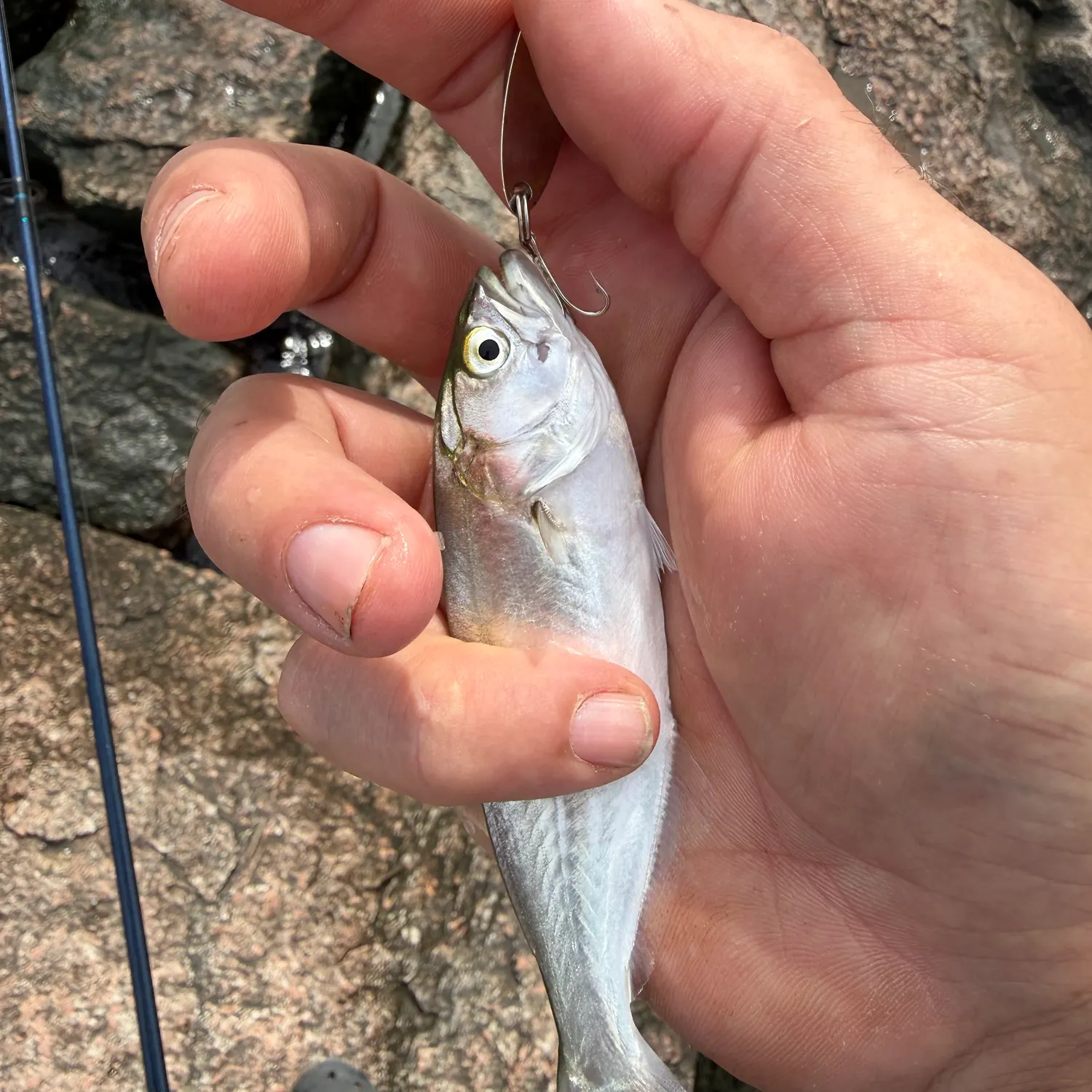 Bluefish caught on Fishbrain