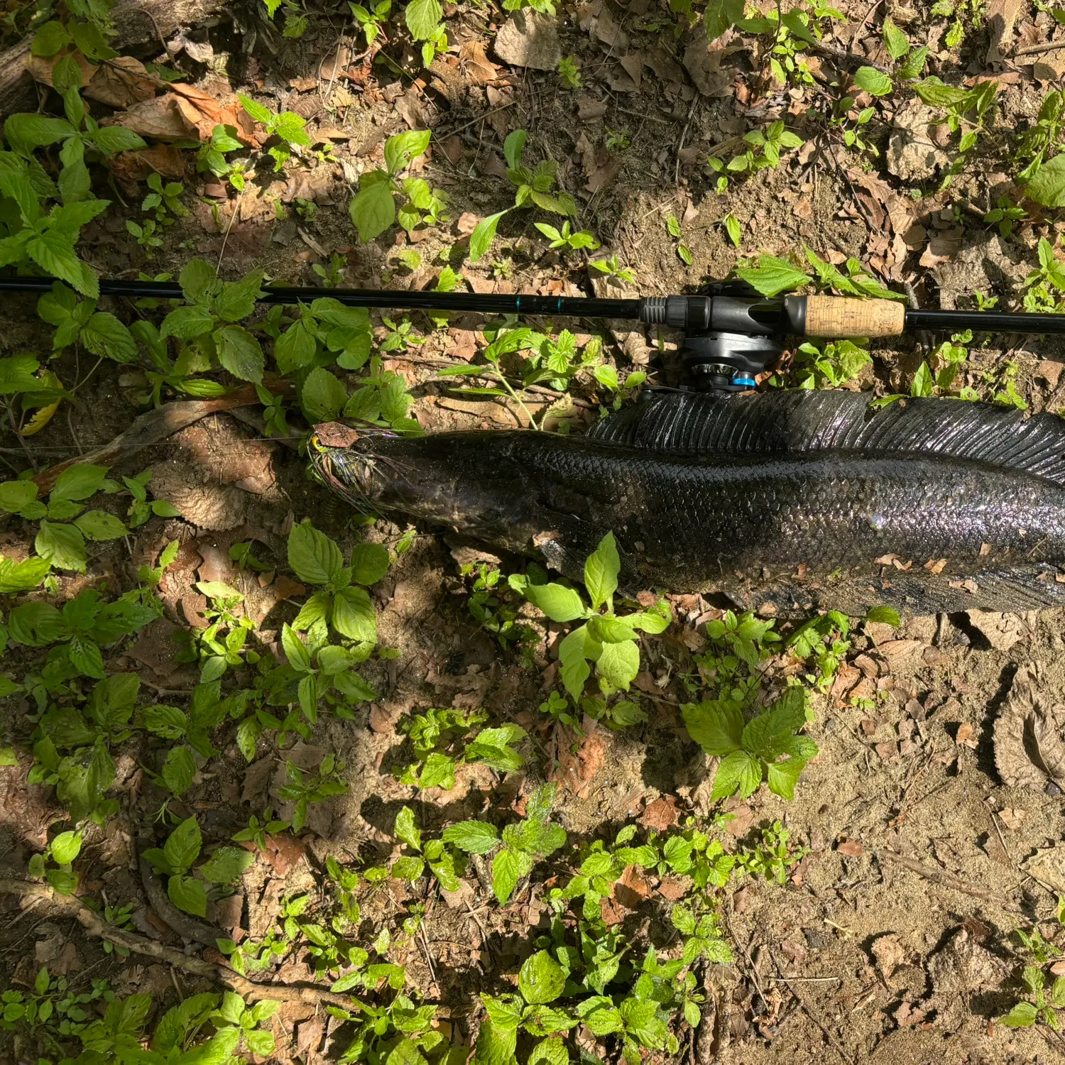 The most recent Northern snakehead catches on Fishbrain
