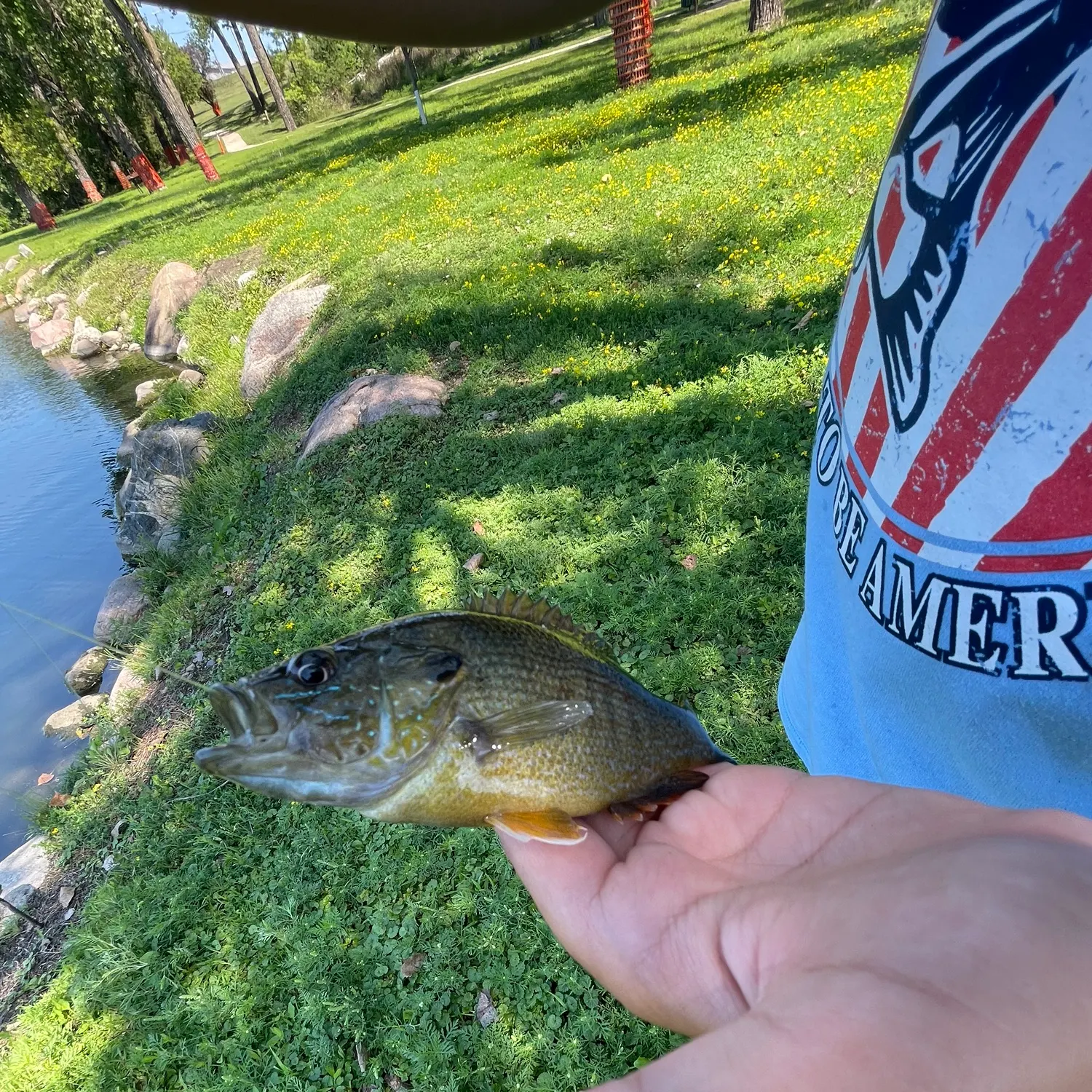 Green sunfish caught on Fishbrain