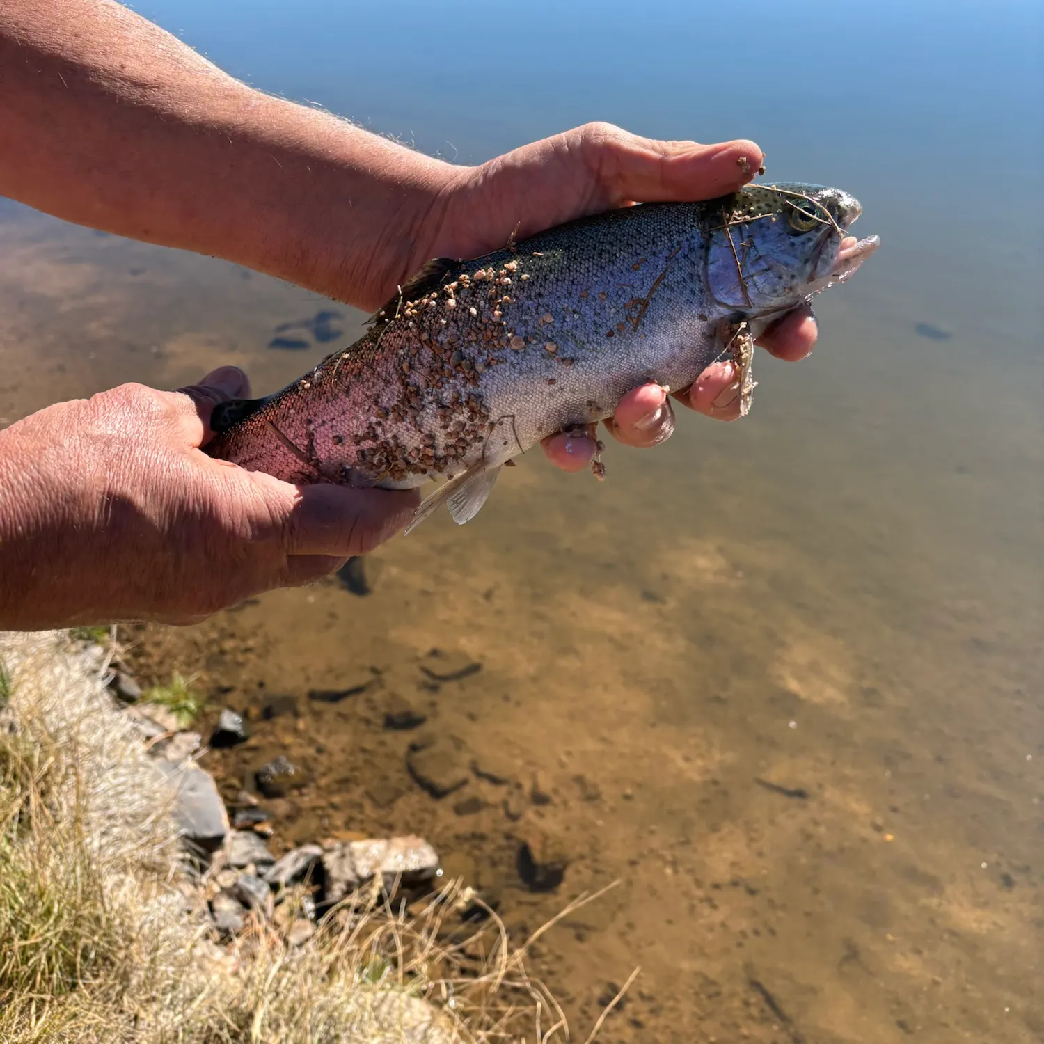 Rainbow trout caught on Fishbrain