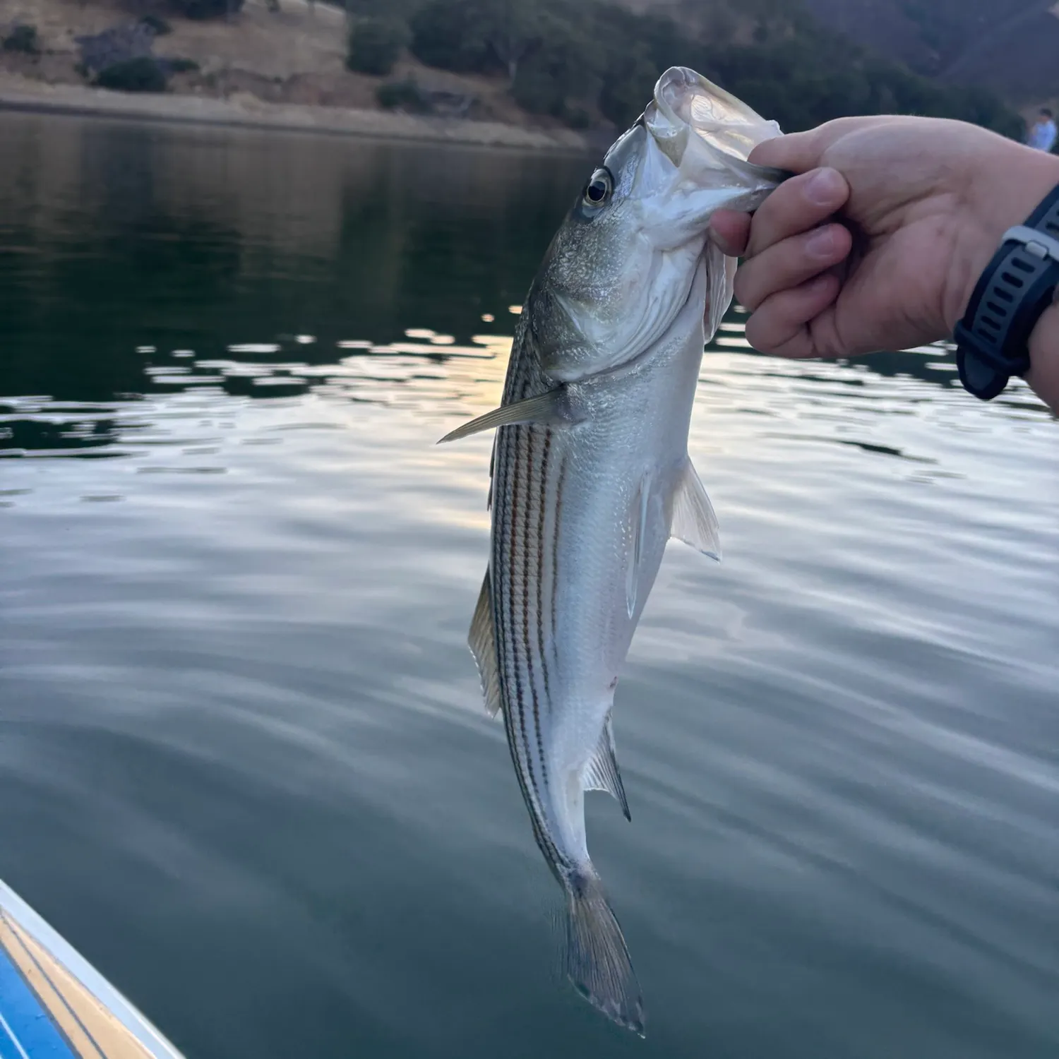 Striped bass caught on Fishbrain