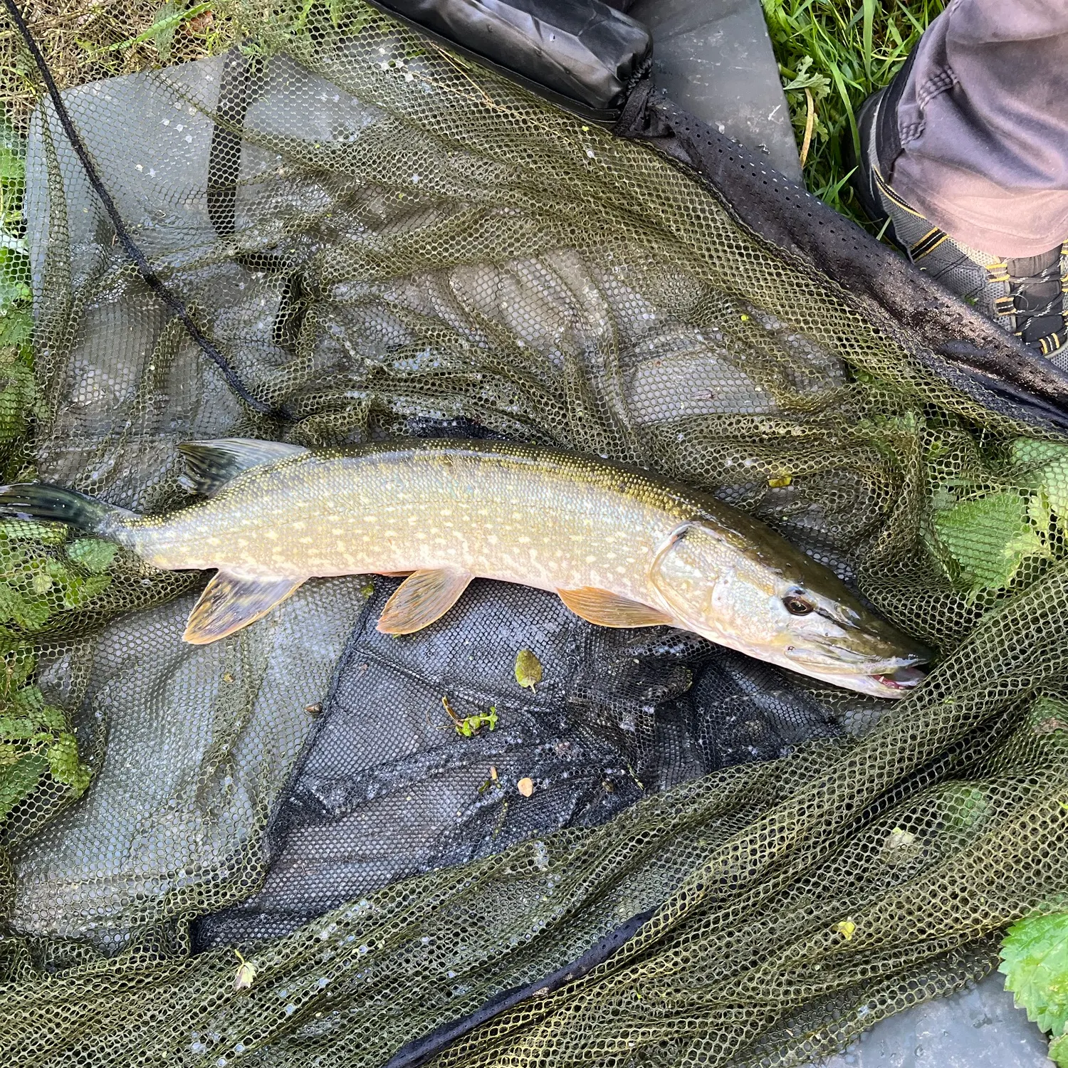 Northern pike caught on Fishbrain