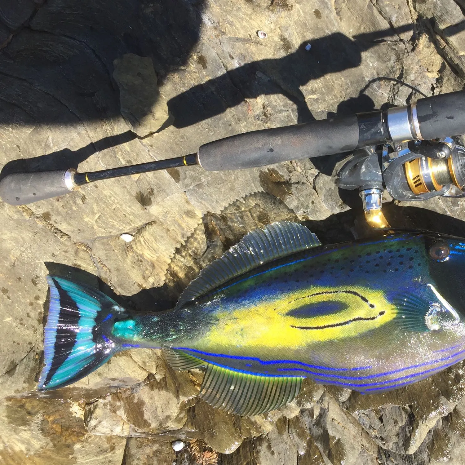 recently logged catches